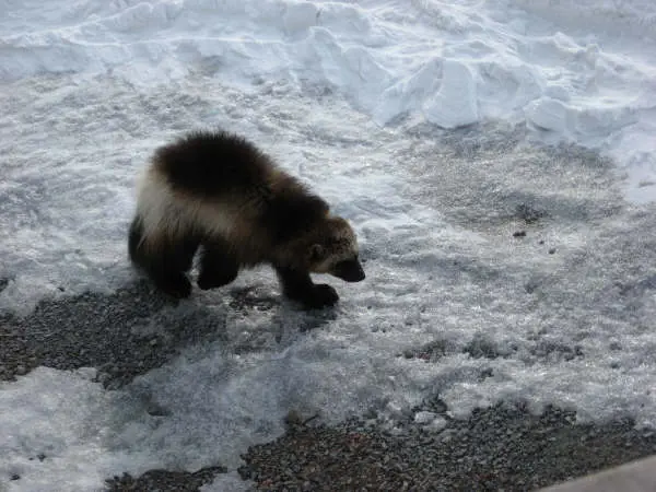 Wolverine 2018 winter road ldg