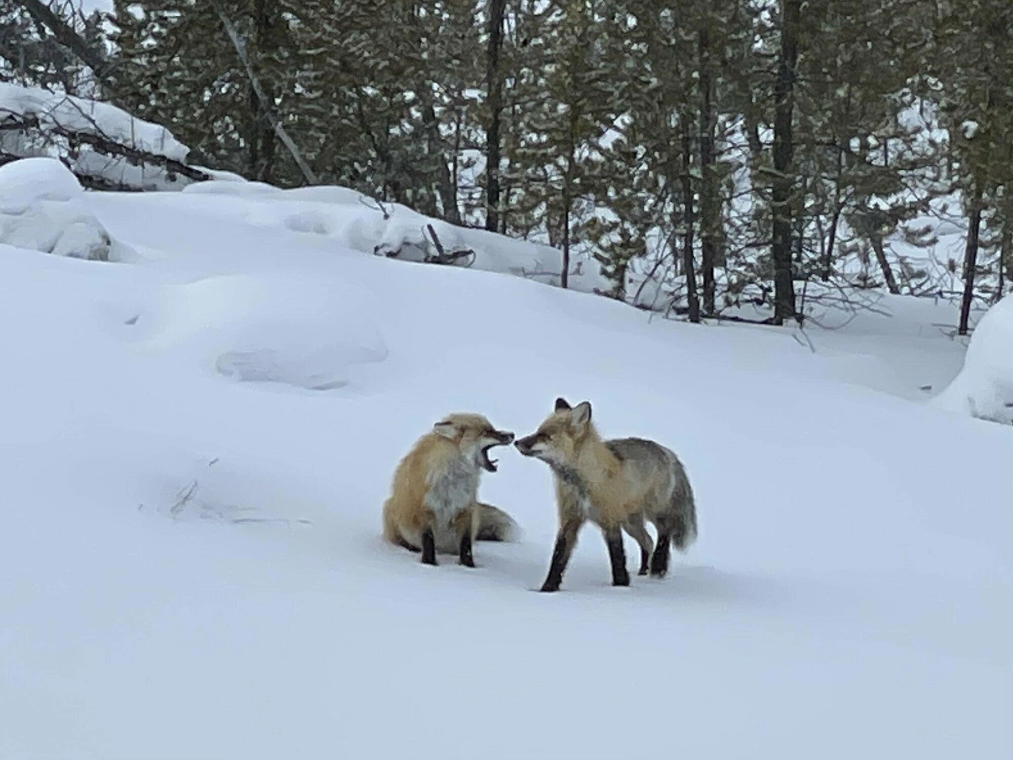 Two foxes