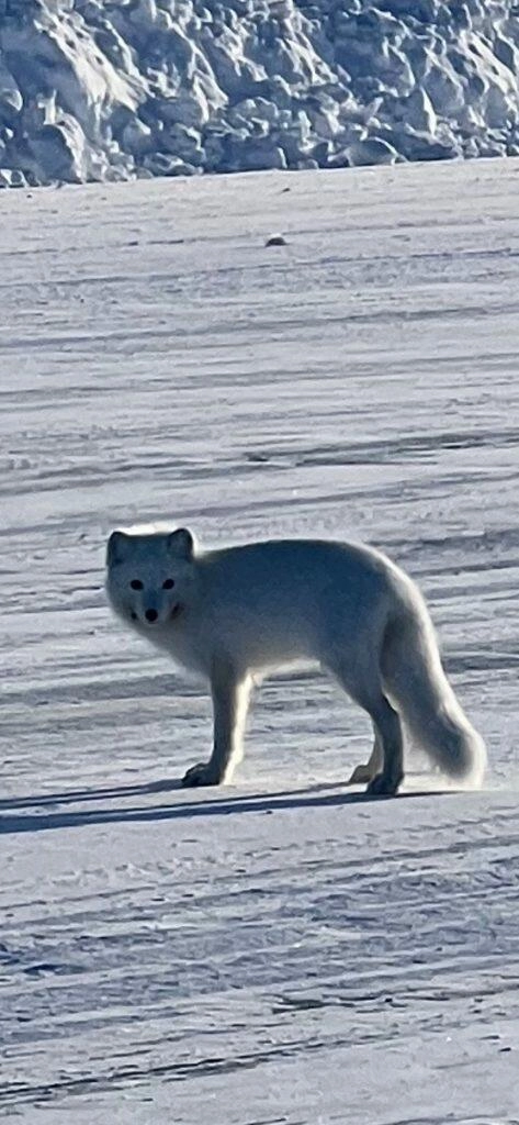 White fox ldg